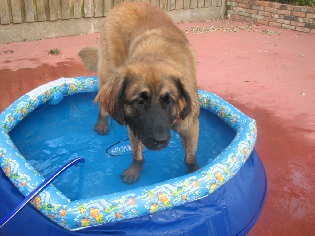 Leonberger standing in a blue kiddie pool