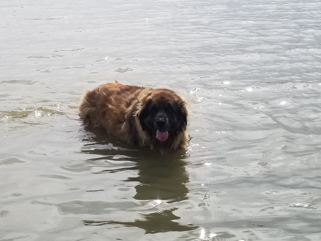 Leonberger dog in lake water.