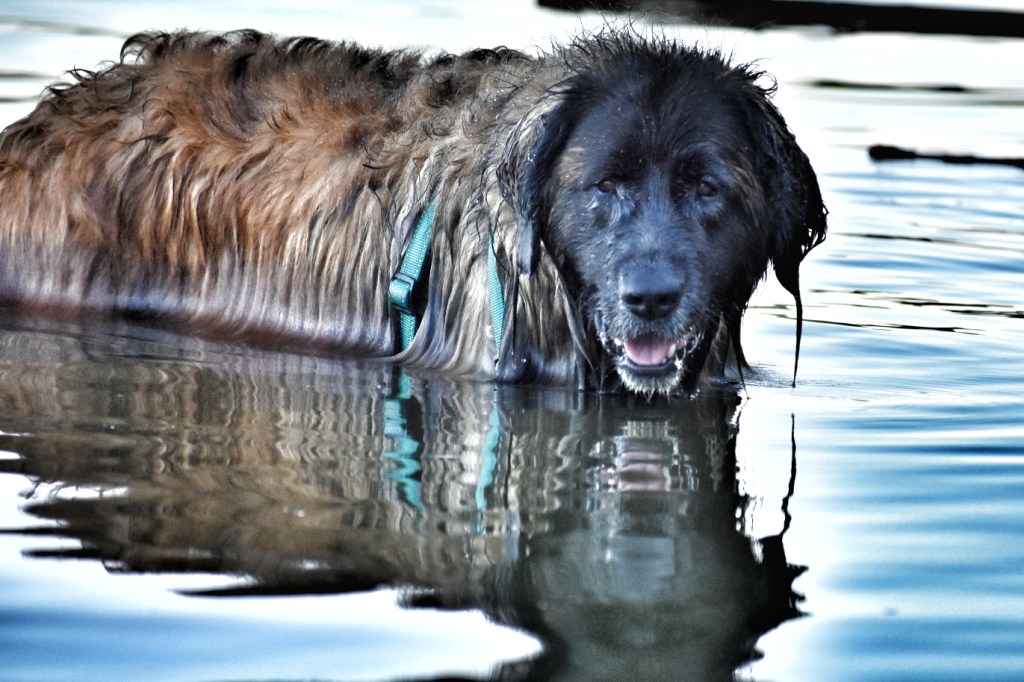 The photo shows a Leonberger standing in water.