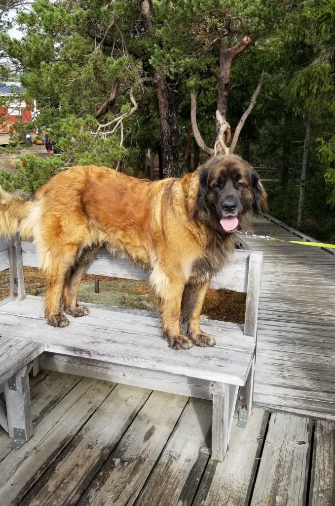 Amie, a female Leonberger is standing on top of a wooden bench on a mountain top.