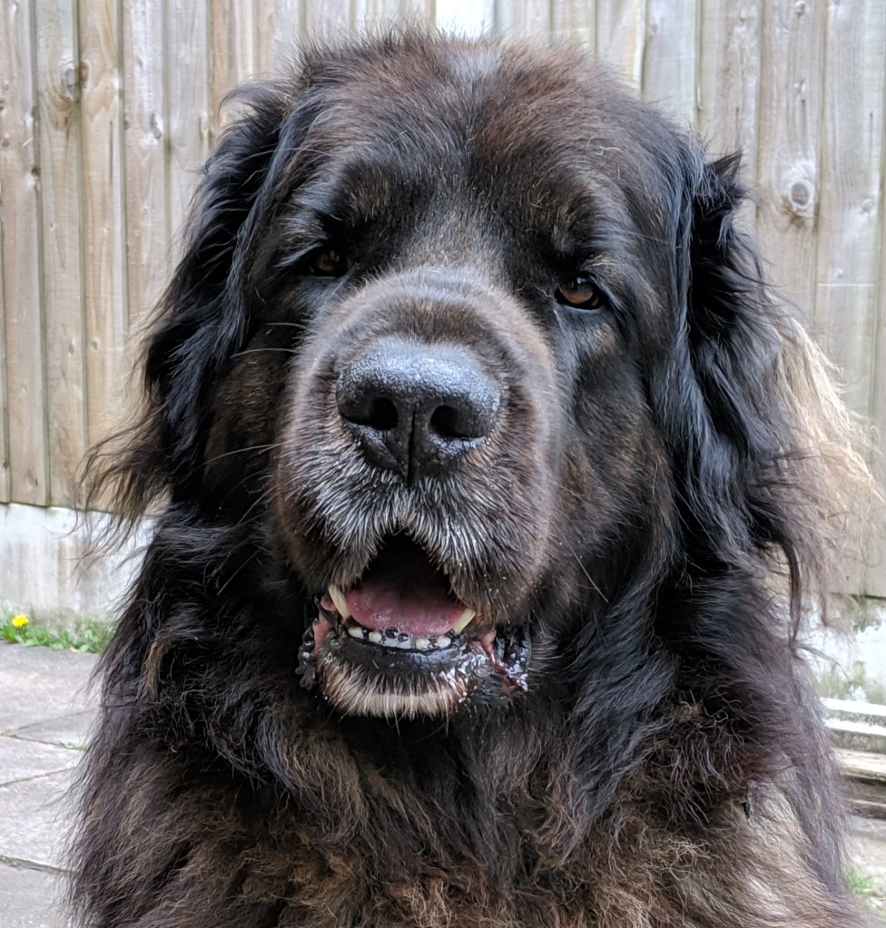 Fluffy dark faced Leonberger looking into the camera.