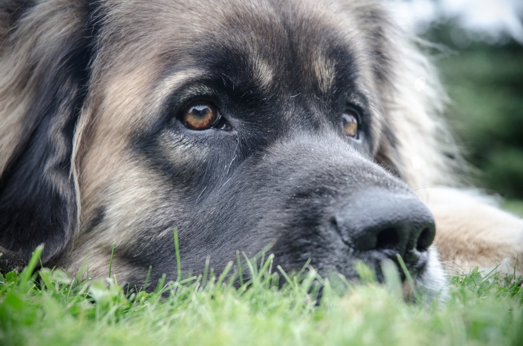 The photo shows the face of Leonberger lying down.