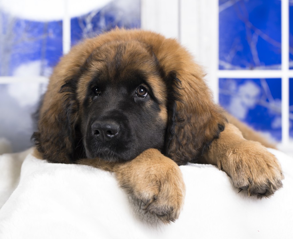 A Leonberger on a white sofa in front of blue and white windows with snow.