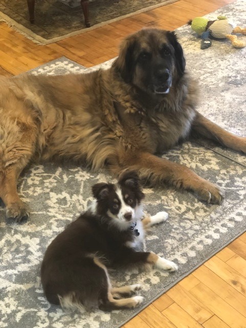 The photo shows our big Leonberger lying behind our little mini-Australian Shepherd Rollo. There is also a dog toy in the photo.