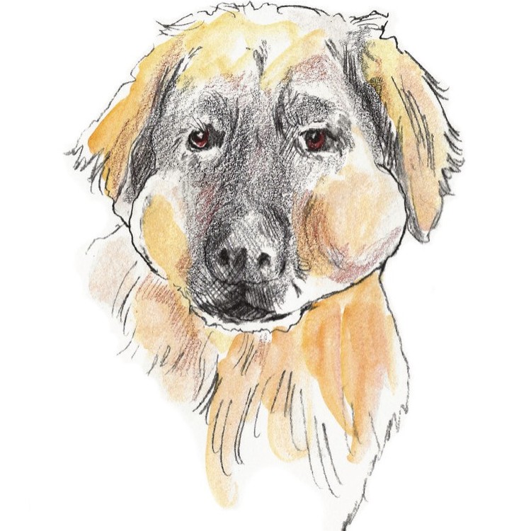 An illustration of a Leonbergers face with puffy cheeks.