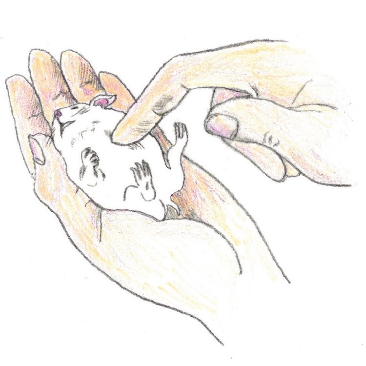 Illustration of a hamster lying in woman hand. The hamster is receiving CPR from the finger on the woman’s second hand.