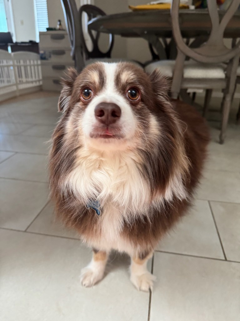 Rollo our black and white mini-Australian Shepherd is looking straight into the camera.