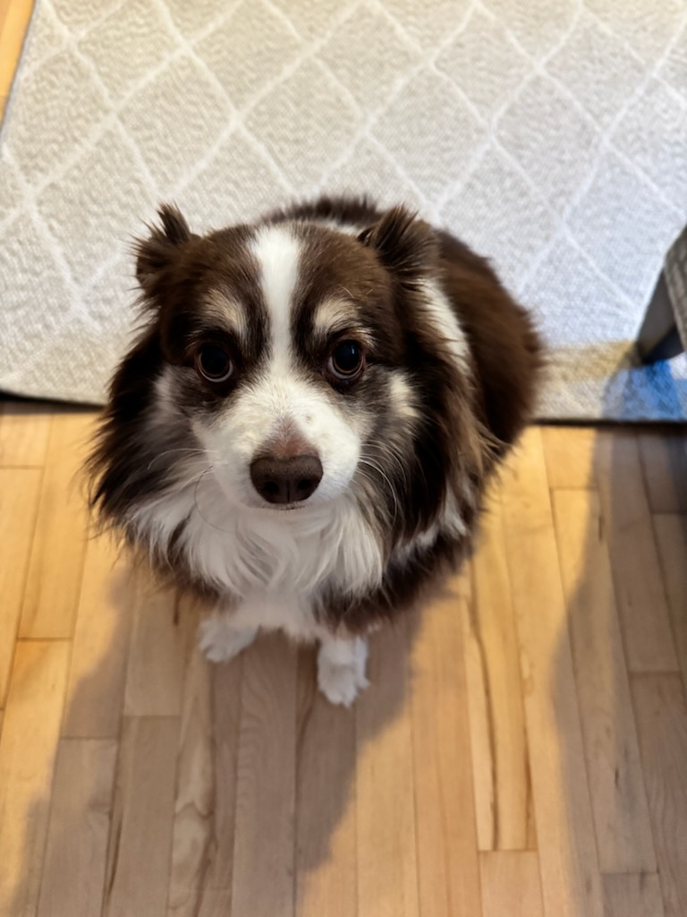Rollo our black and white mini-Australian Shepherd is looking straight into the camera.