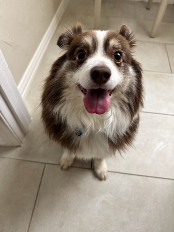 Rollo our black and white mini-Australian Shepherd is looking straight into the camera.