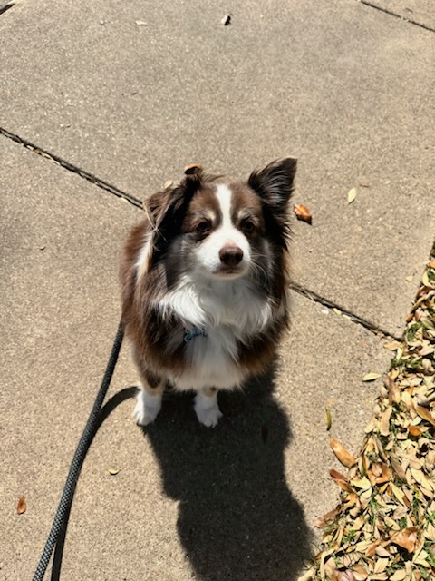 Rollo our black and white mini-Australian Shepherd is looking straight into the camera.