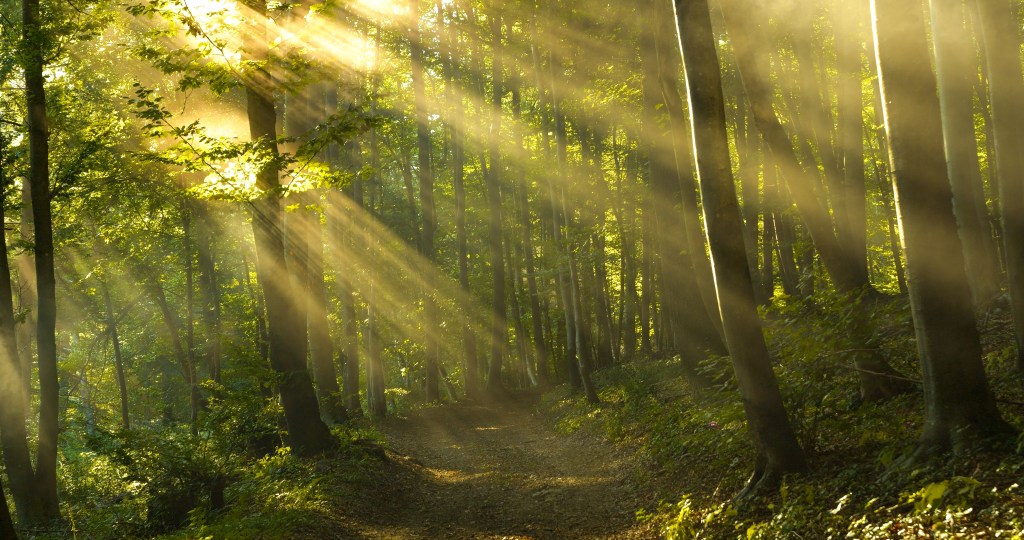 Shafts of sunlight filter through a misty forest, casting a warm, golden glow along a peaceful trail. Ethereal morning atmosphere creates a serene environment, which radiates tranquillity and beauty
