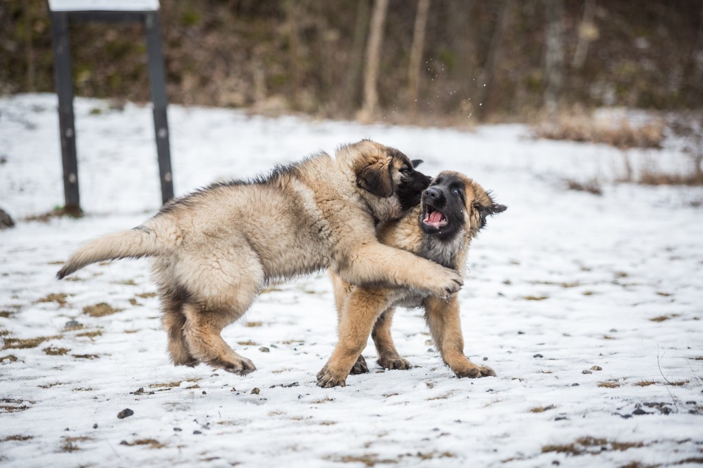 Two sand colored Leonberger puppies playing in the snow. The play seems to be a little bit rough. Like all Leonbergers they have a black facemask.
