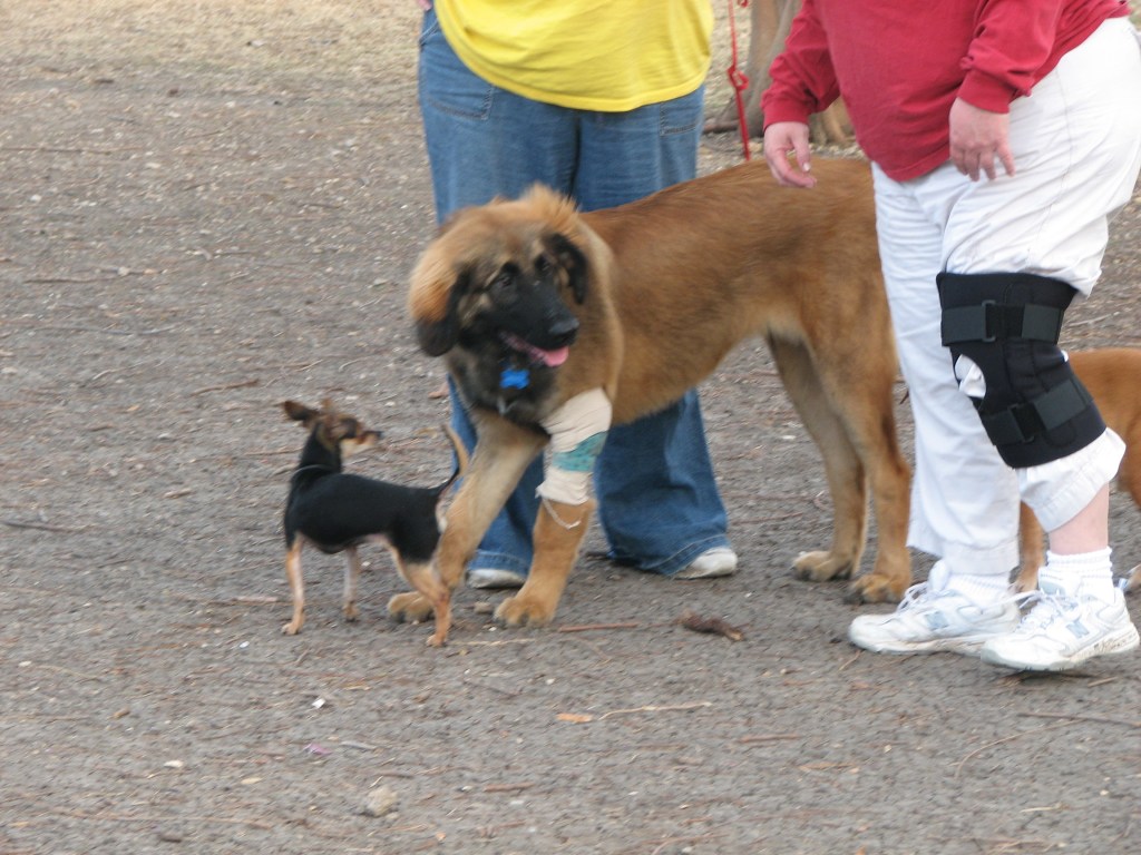 A young gangly Leonberger with a bandage on his knee is next to a little Chihuahua. The two owners of the little dog are a lady in blue jeans and a lady in white pants. The lady with white pants is also wearing a bandage on her knee.
