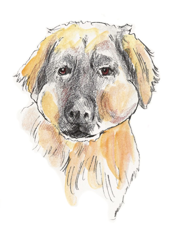 Leonberger with puffy cheeks.