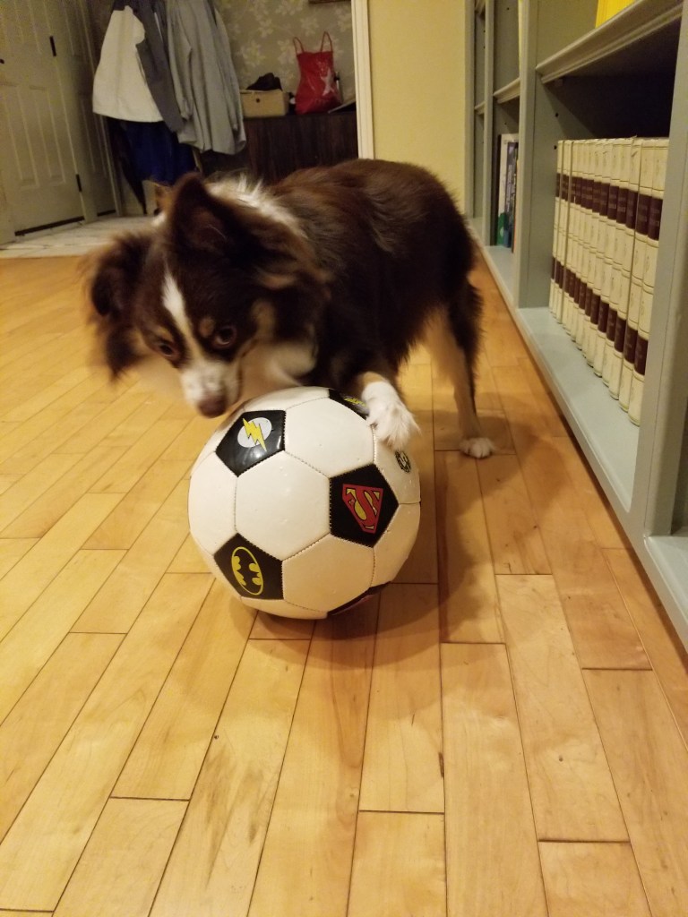 A black and white mini-Australian Shepherd with his left front paw on top of a soccer ball.