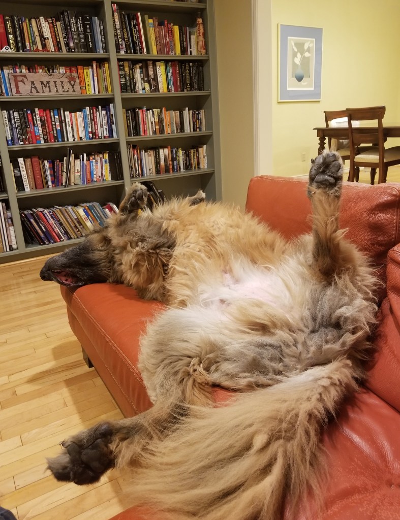 Photo of our Leonberger lying on his back and taking up all the room in the sofa.