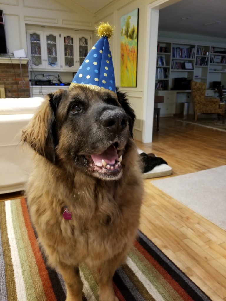 A photo of our Leonberger dog wearing a blue party hat.