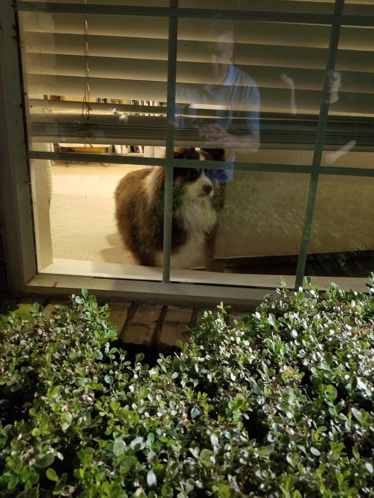 A photo of a dark brown and white mini-Australian shepherd sitting behind a window looking out.