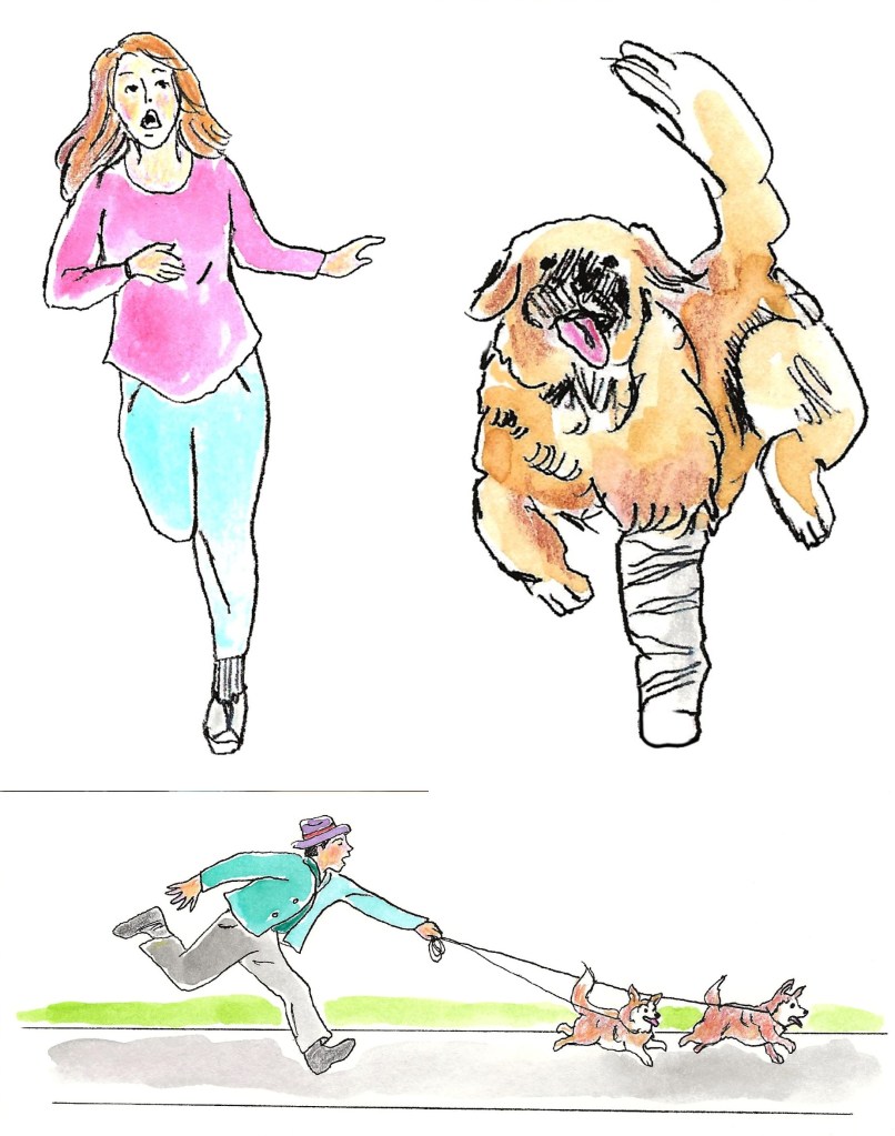 This is an illustration showing our neighbor (wearing a hat) running down the street with his two corgis. Bronco our Leonberger is running after him, and my wife Claudia is running after Bronco.