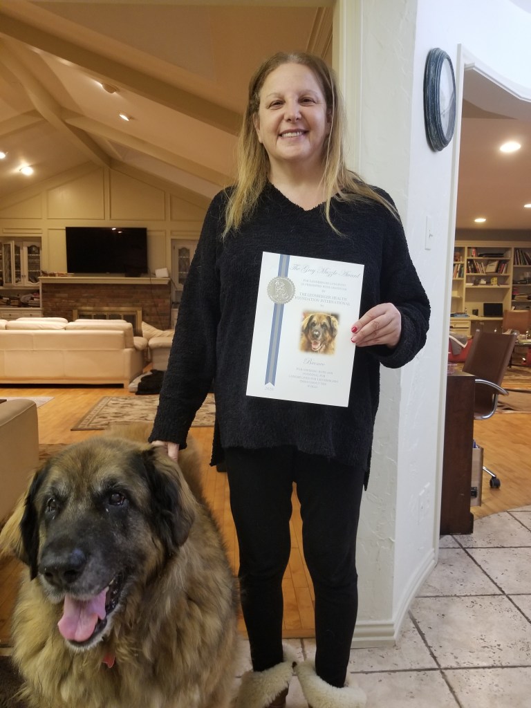 On the left our Leonberger Bronco. On the right my wife holding his Grey Muzzle Award diploma.