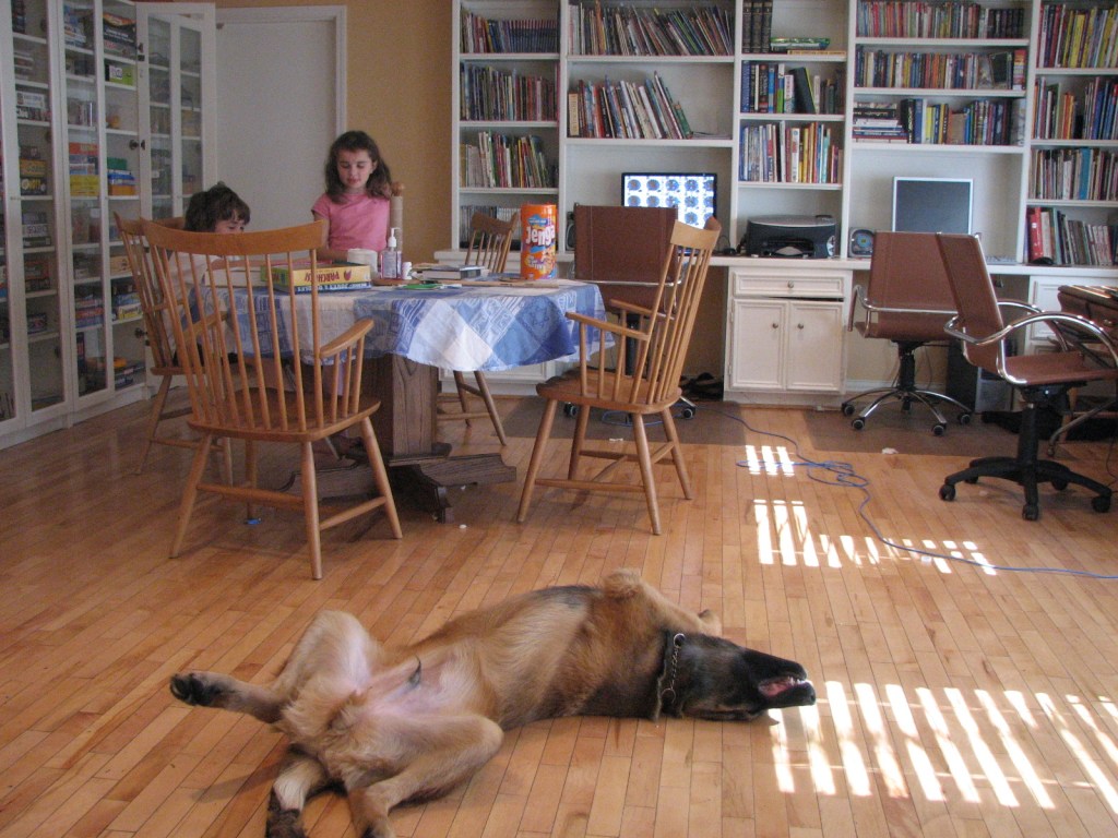 The photo shows a Leonberger lying on the floor on his back sleeping. Two children, a boy and a girl, are sitting at a table in the back of the room playing Jenga. There’s a big bookshelf and two computer screens in the background. The sleeping Leonberger is in the foreground.