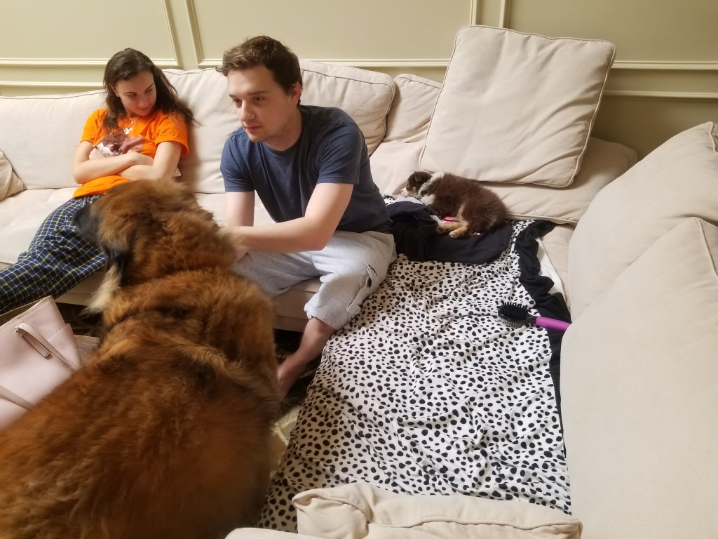Our son is petting our Leonberger. The sofa is partially covered by a black and white blanket.