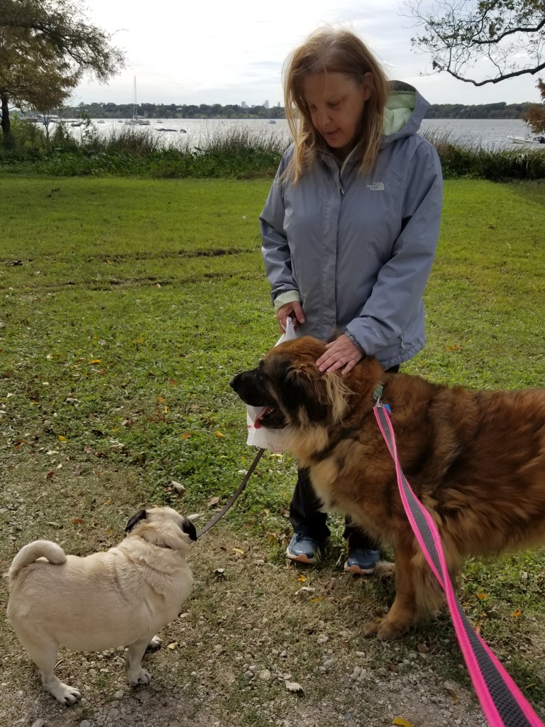 Claudia is standing on green grass in front of White Rock Lake. She is holding onto our Leonberger Bronco and our pug Daisy.