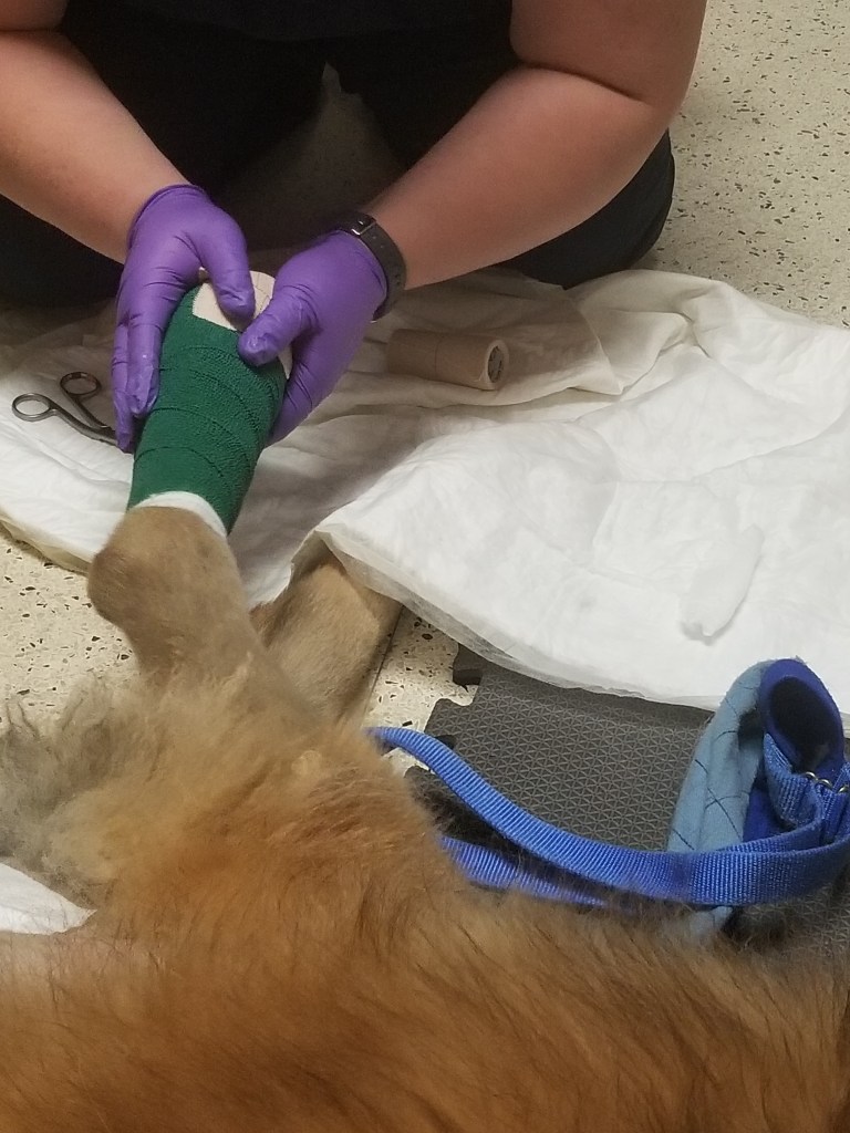 You can see the arms and the hands of the nurse changing the bandage on our Leonberger Bronco’s paw and lower leg.