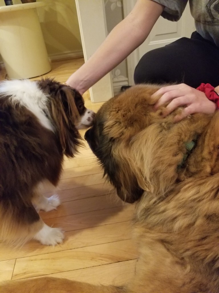 Our mini-Australian Shepherd Rollo on the left giving our Leonberger Bronco a kiss. Our son is partially visible behind them.