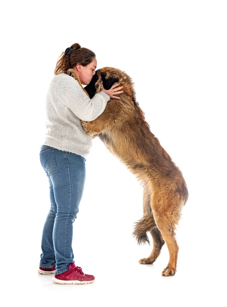 Young Leonberger standing on his hindlegs putting his paws on a woman’s shoulders and giving her a hug.