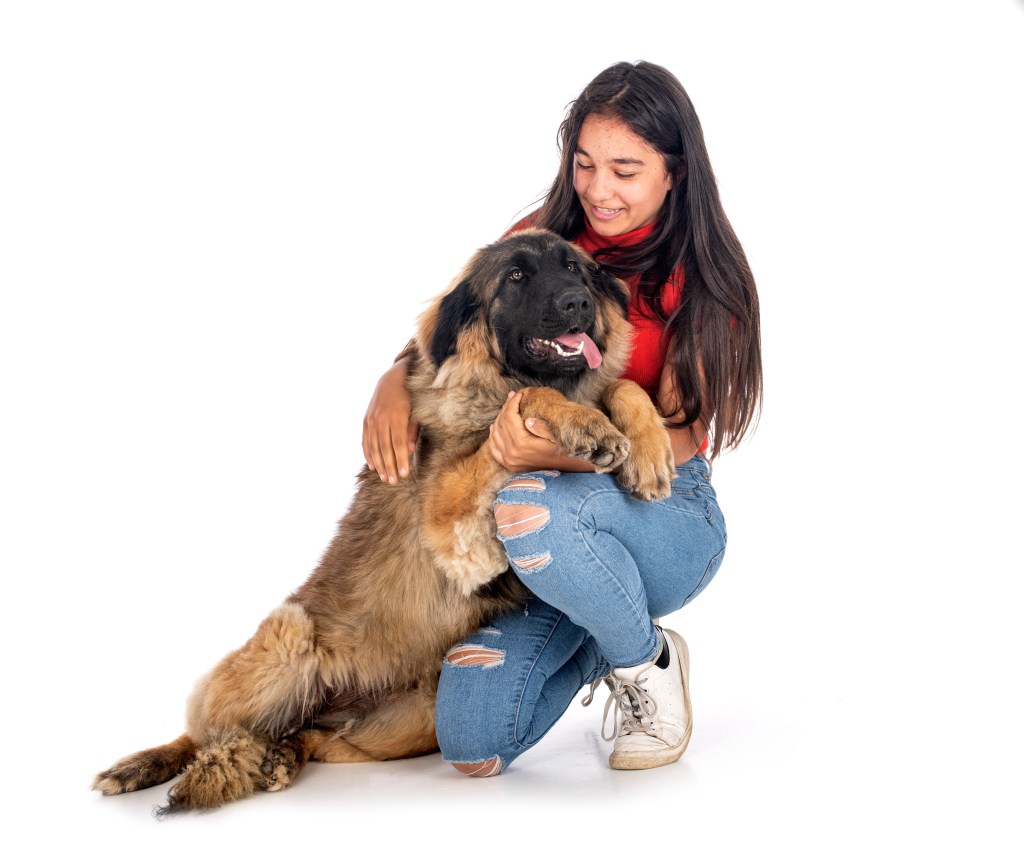 Young woman dressed in a red shirt and blue ripped jeans. A Leonberger puppy is leaning over the woman.