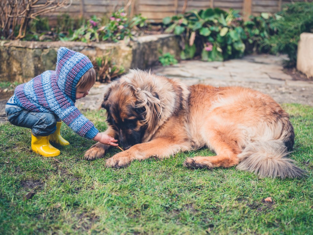 On the left is a young boy, maybe two or three years old. He is dressed in blue. He is standing, bending down, in front of a Leonberger lying on the ground.