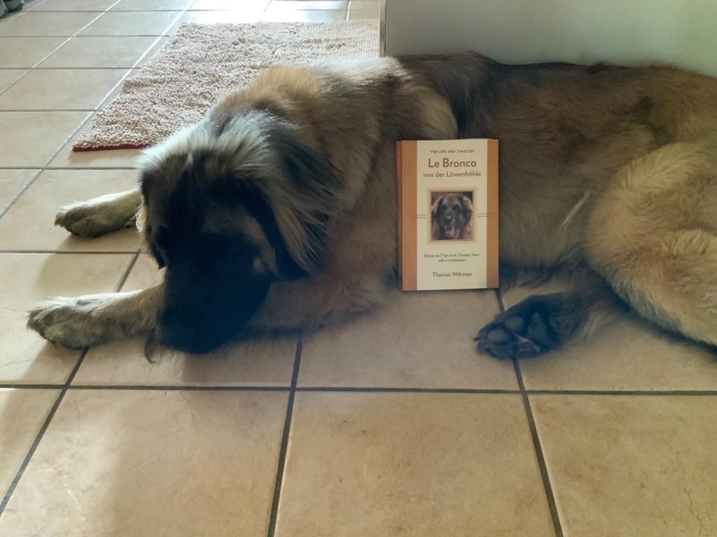 A young Leonberger is lying down on the floor and there is a book leaning on his side.