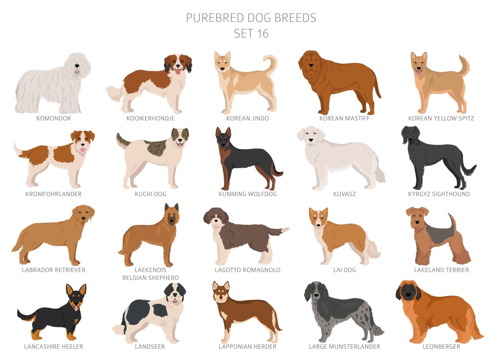 The illustration features four rows with five dogs each. Top Row: Komondor, Kooikerhondje, Korean Jondo, Korean Mastiff, and Korean Yellow Spitz. Second Row : Kromfohrlander, Kuchi Dog, Kunming Wolfdog, Kuvasz, and Kyrgyz Sighthound. Third Row: Labrador Retriever, Laekenois Belgian Shepherd, Lagotto Romagnolo, Lai Dog, and Lakeland Terrier. Bottom Row: Lancashire Heeler, Landseer, Lapponian Herder, Large Munsterlander, and finally the Leonberger.