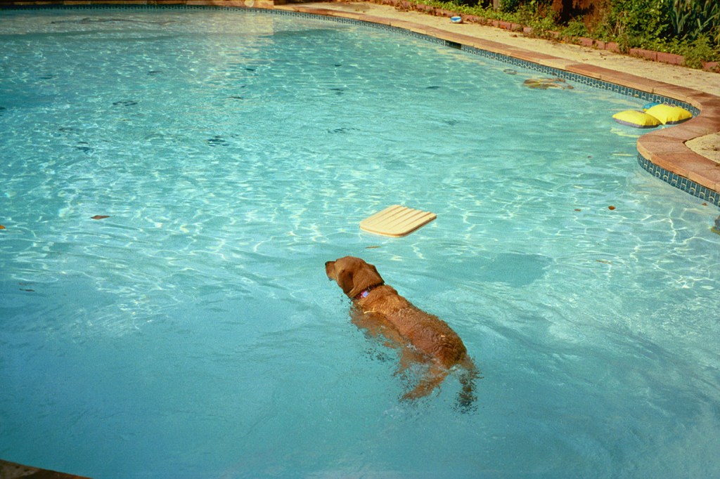 Baylor our Labrador mix is seen swimming in big pool with clear water.