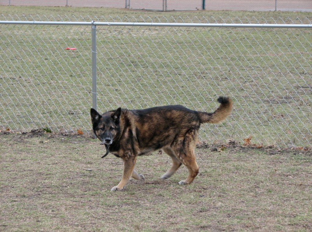 Photo of our German Shepherd Baby at the dog park.