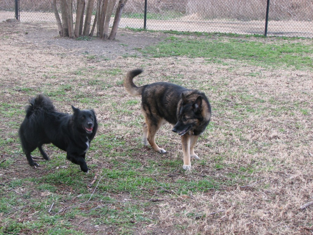 The photo shows a black dog on the left and our brown-black German Shepherd Baby on the right.