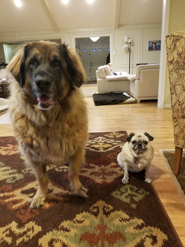 On the left our Leonberger Bronco. On the right our Pug Daisy. Both are looking into the camera.