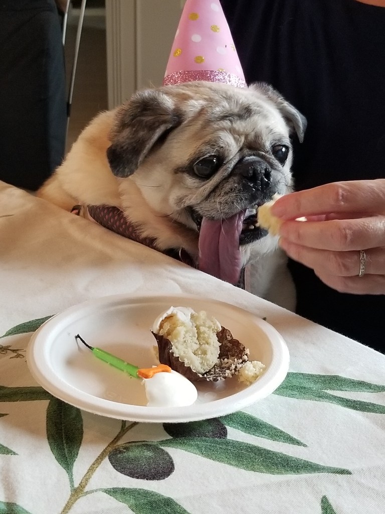 Our Pug Daisy has a pink party hat on. My wife is feeding her a piece of cake.