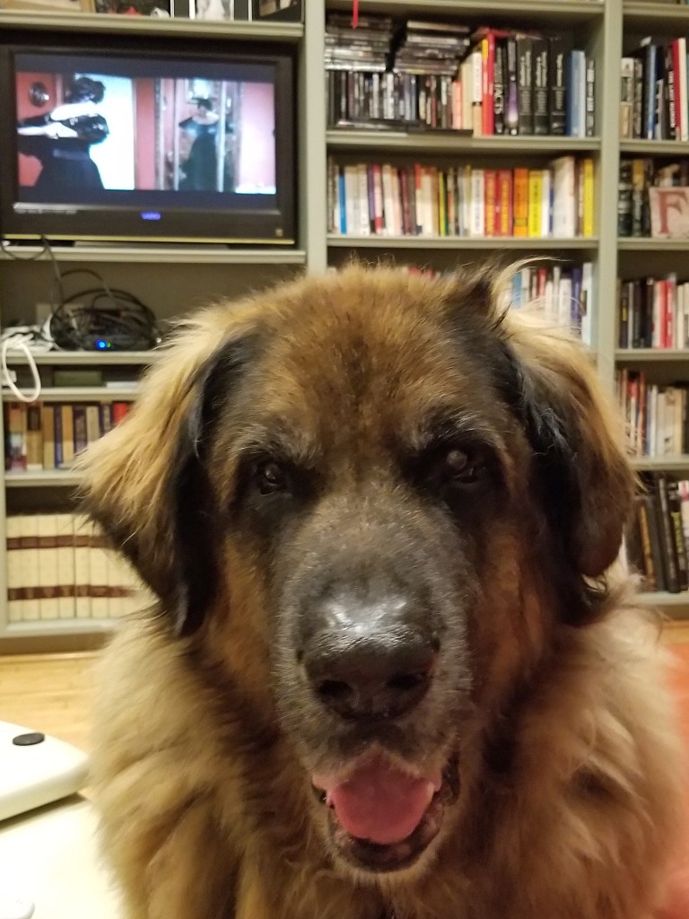Bronco our Leonberger is standing in front of me and he is looking into the camera.
