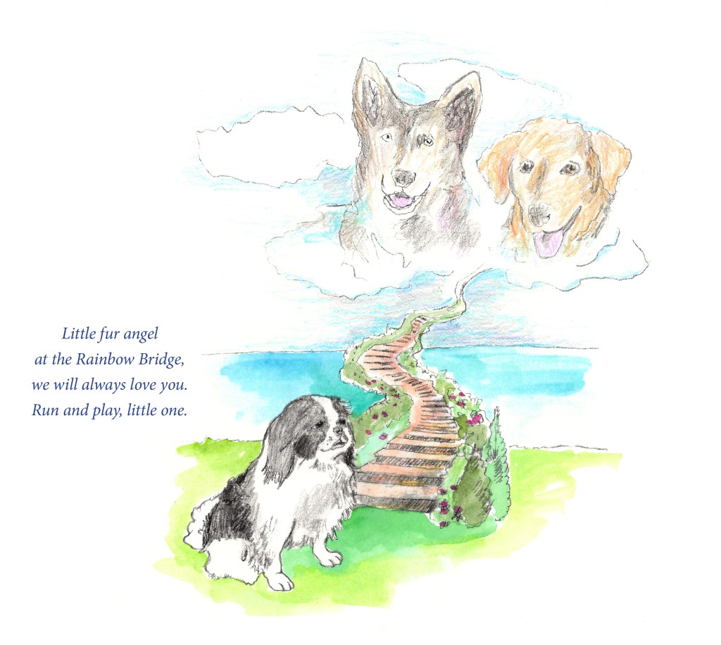 A black and white Japanese Chin is sitting at the bottom of stairways going up into the clouds where Baylor and Baby us waiting for him. The text says “Little fur angel at the Rainbow Bridge, we will always love you. Run and play little one.”