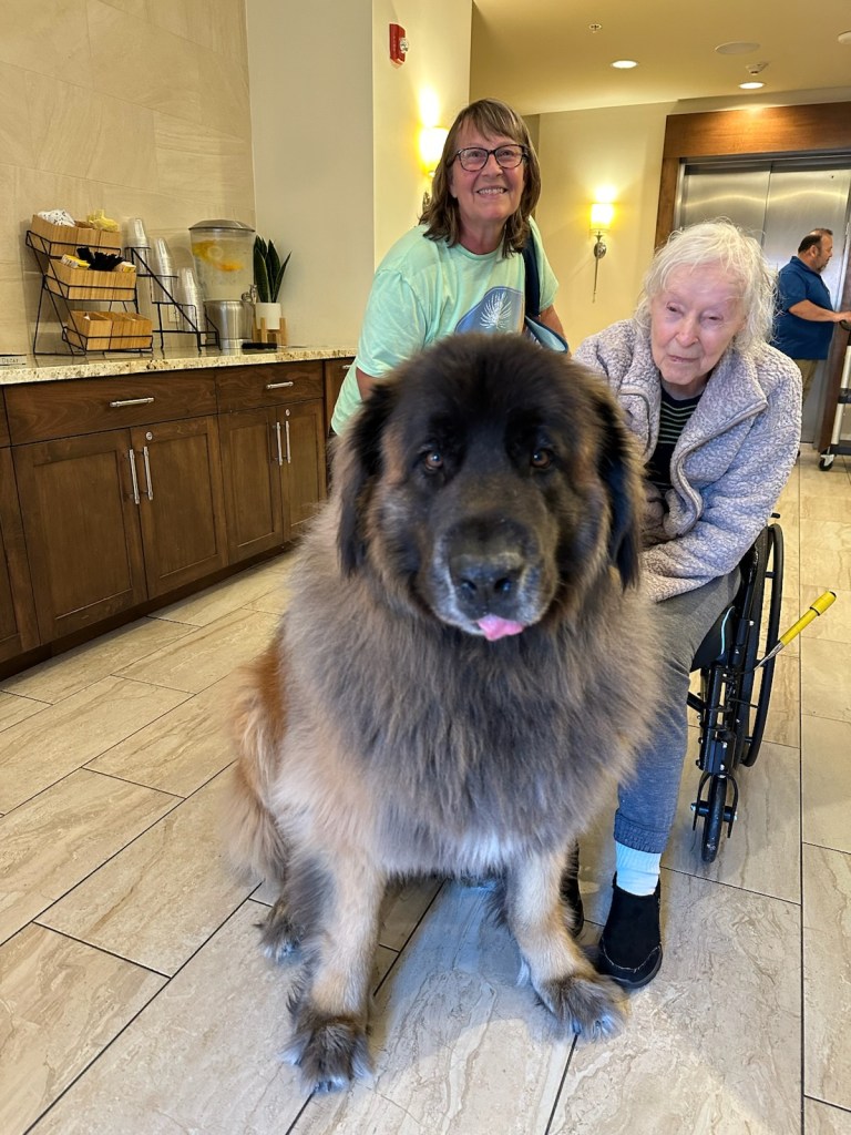 Two women behind a large Leonberger. The woman on the left is an elderly woman sitting in a wheelchair.