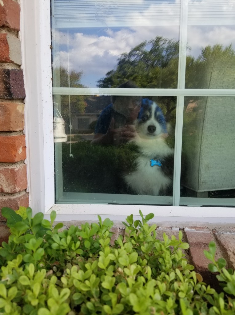 Rollo our dark brown and white mini-Australian Shepherd is standing in front of the window looking out. You can see the reflection of me and the rest of the neighborhood in the window, obscuring Rollo a bit.
