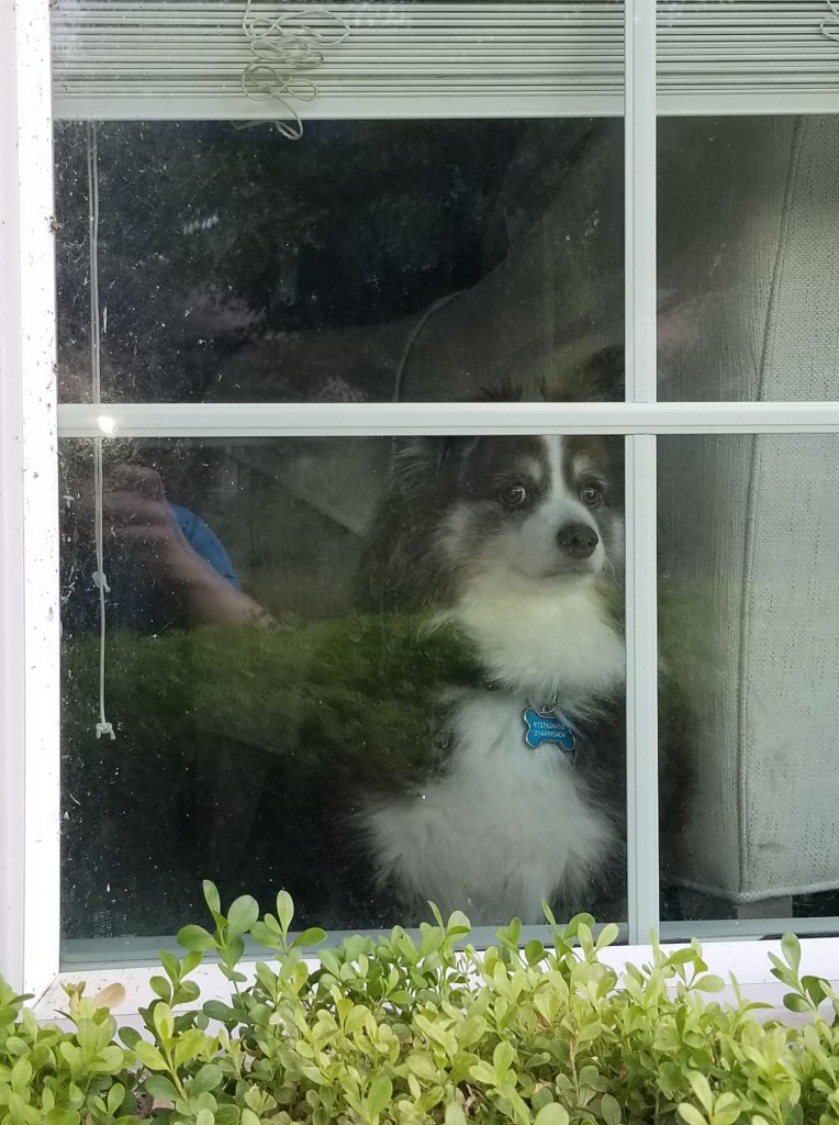 Rollo our dark brown and white mini-Australian Shepherd is standing in front of the window looking out. You can see the reflection of me and the rest of the neighborhood in the window, obscuring Rollo a bit.