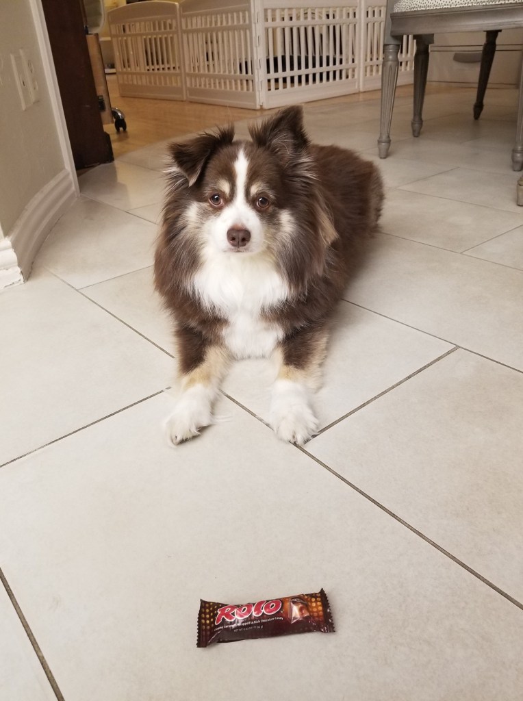 Rollo standing in front of a Rolo candy.