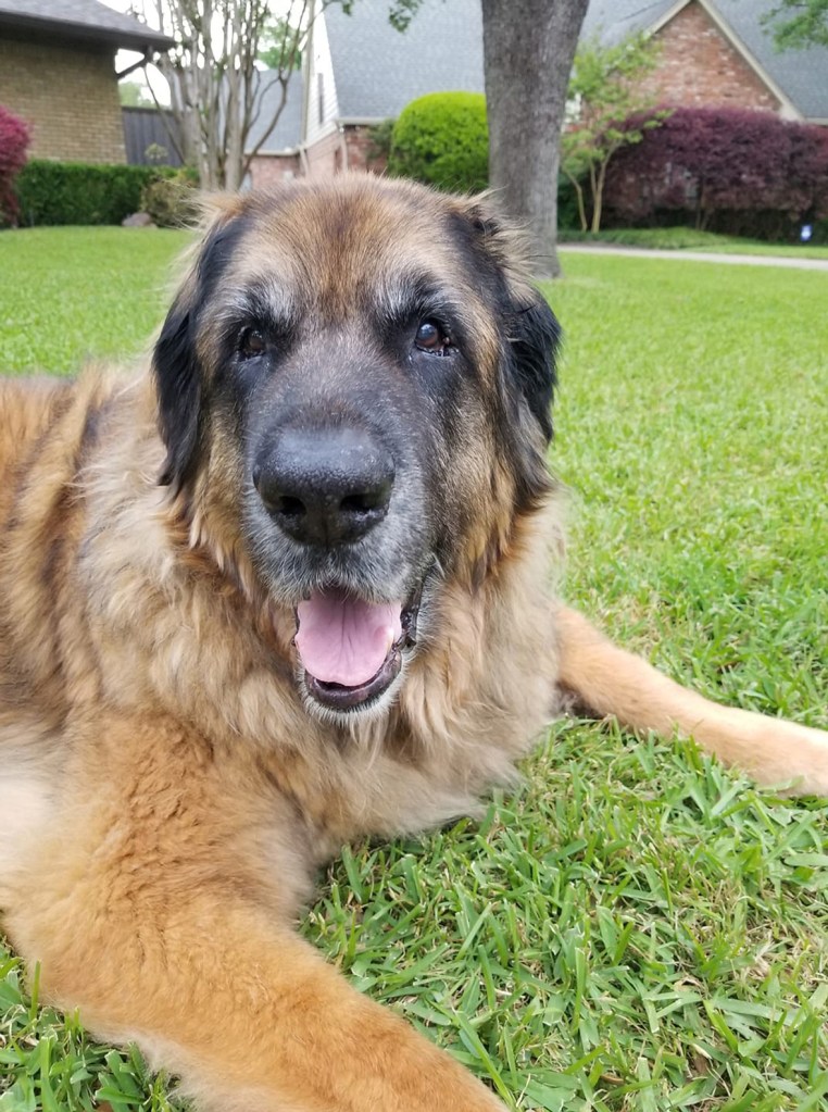Our soon 13 year old Leonberger Bronco is lying on the lawn in front of our house. He is looking into the camera.