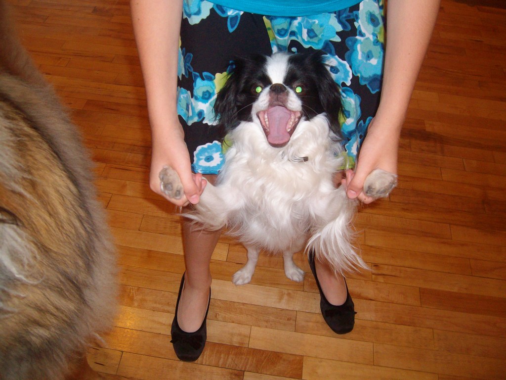 Ryu our Japanese Chin is dancing with our daughter. He is looking into the camera. It looks like he is laughing.
