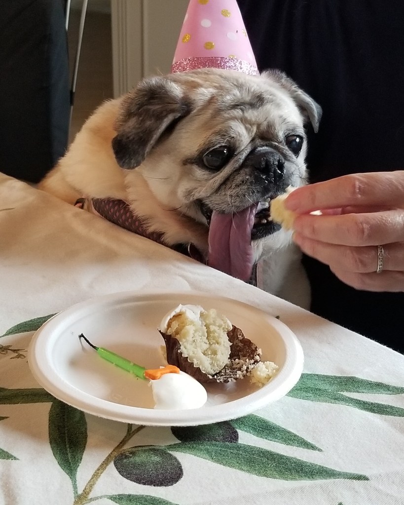 Our pug Daisy, is wearing a pink party hat and she is eating a Pup Cake.