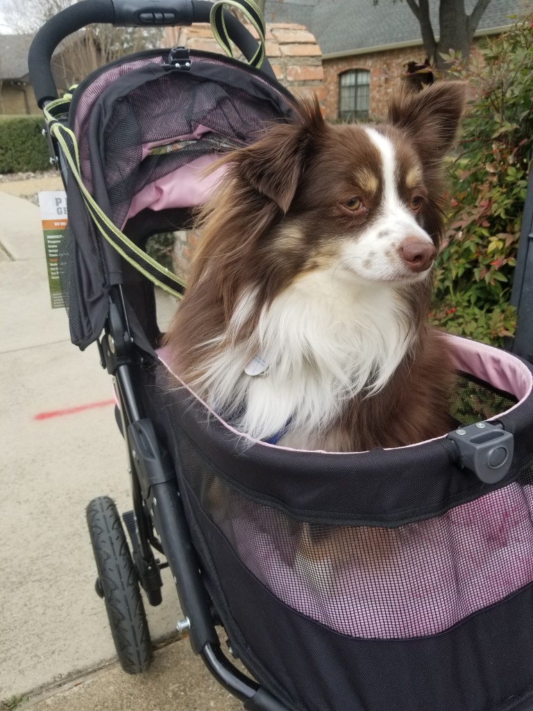 Our mini-Australian Shepherd Rollo is sitting in a black and pink pet stroller.