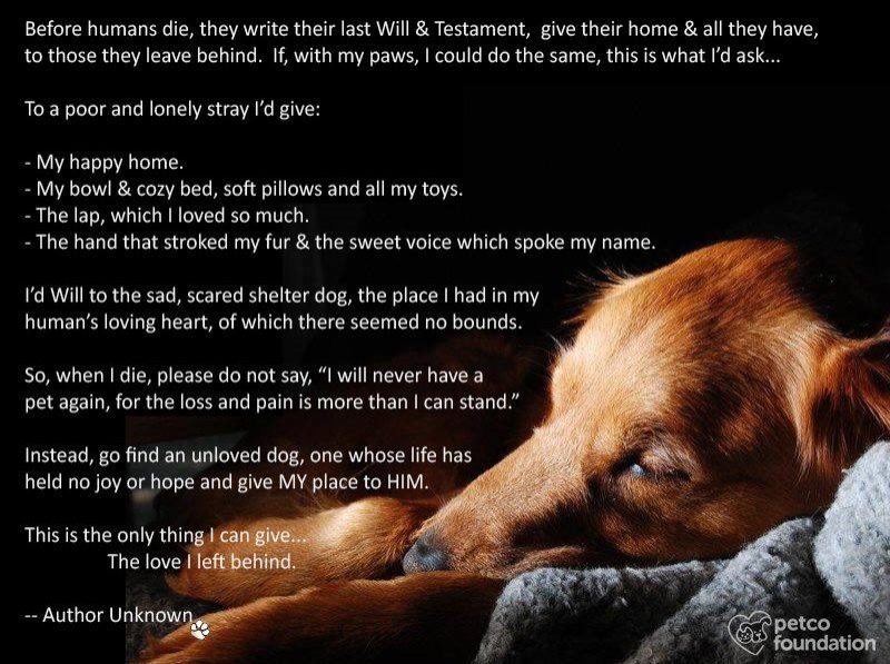 The picture features a dog’s prayer on black and the head of a sleeping Labrador. The full dog’s prayer is shown below.